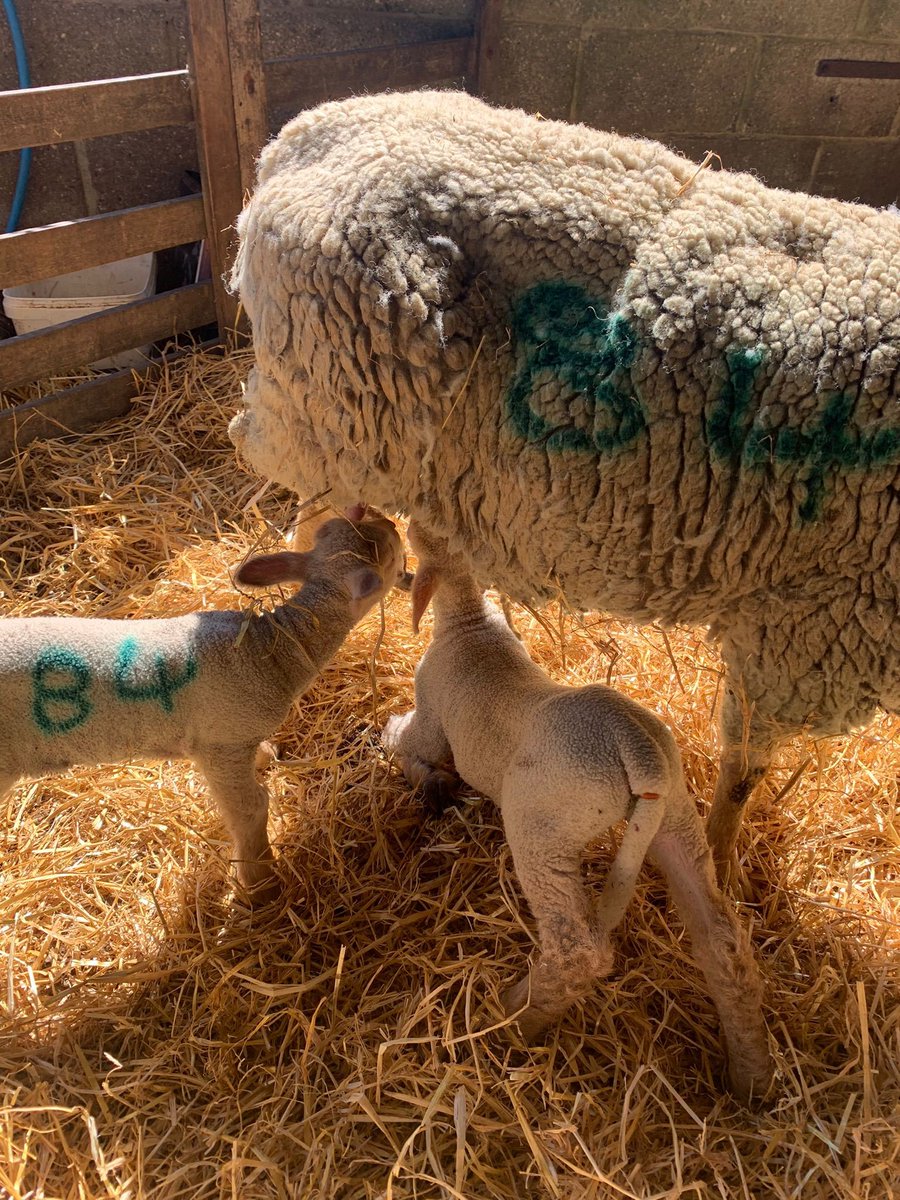 University Hospitals Sussex tweet media