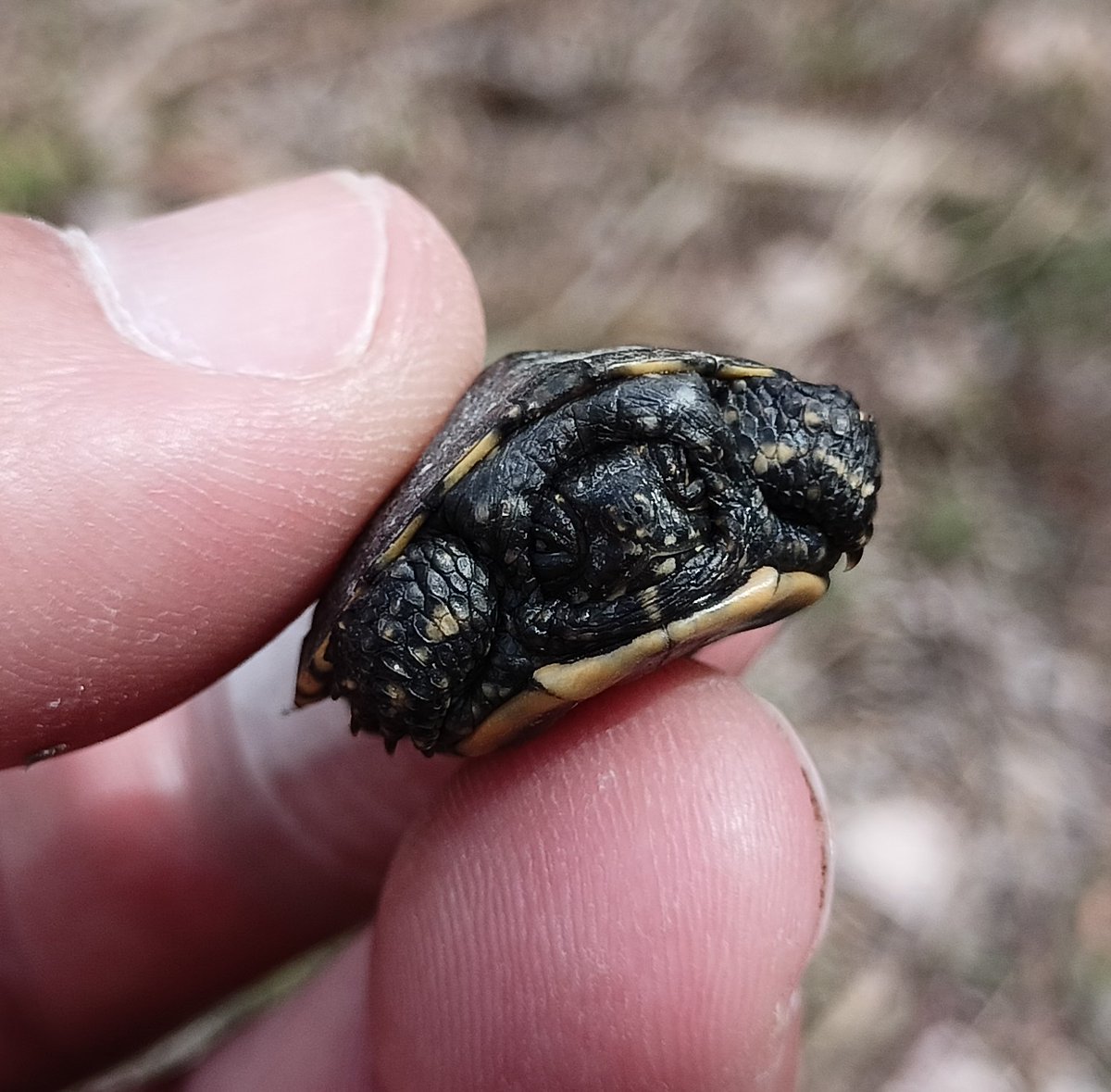 AlbuferaBio's tweet photo. ¡Un galápago europeo recién nacido en el #TancatDeLIlla!  Pesaba menos de 4 grs. La fecha temprana y el saco vitelino absorbido, nos indican que salió del huevo en la pasada temporada permaneciendo dentro del nido subterráneo durante meses. Las emys siguen criando en el humedal. https://t.co/c6u8kBuLC8