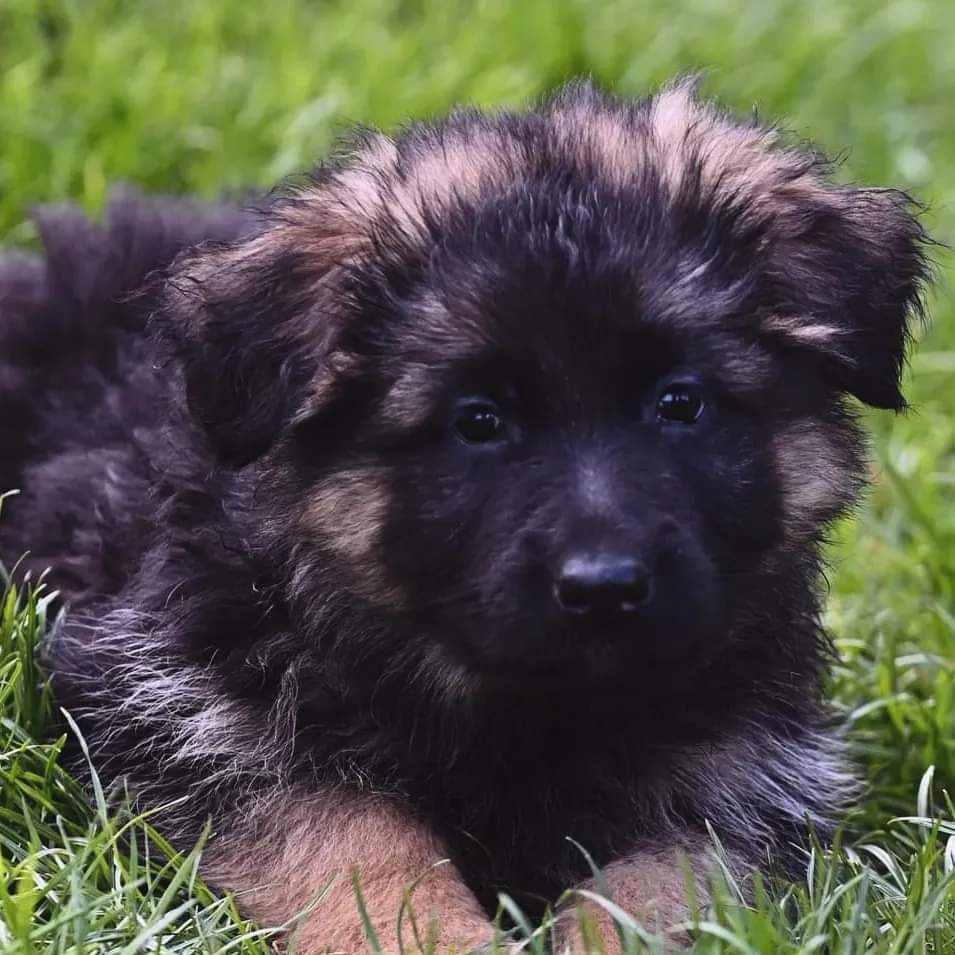 Aneta43886780's tweet photo. Dzień dobry 😁🥰
#hodowlaowczarkowniemieckichadifci 
#hodowlaadi #germanshepherd #aditeam #szczeniaczek https://t.co/YHDiNy4Z9e