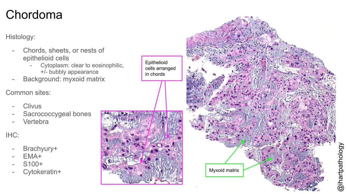 Stephanie Hart, MD (@ihartpathology) on Twitter photo 