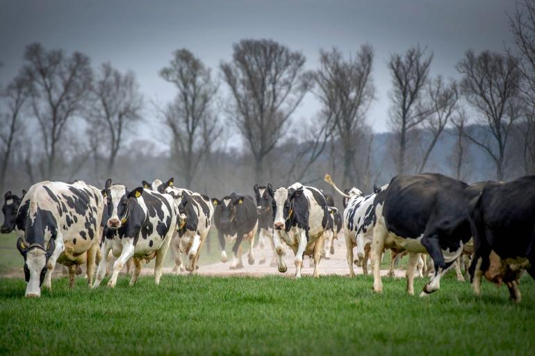 Daar is geen lang debat voor nodig: Het gras lonkt: starten met weiden deze week! zo tipt #DeWeideman 
bit.ly/3Mpn2PF