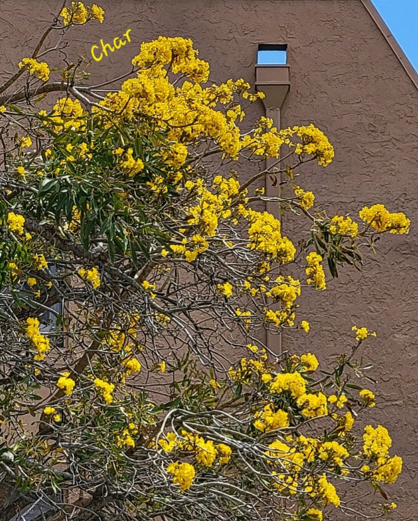 CharFlorida2's tweet photo. Everything is more beautiful
when touched by Spring
๐ผ๐ป๐ผ๐ป๐ผ๐ป๐ผ๐ป๐ผ๐ป๐ผ
#Spring #Flowers #TrumpetTree https://t.co/0VUqYnG4xK