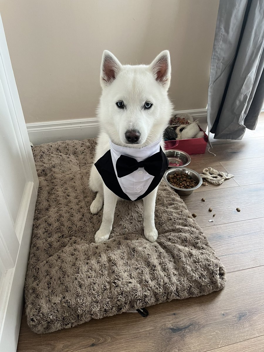 Stephen Brosnan tweet media