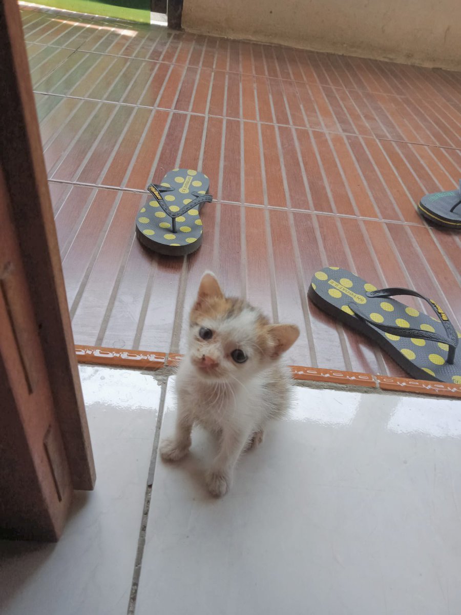 awal2 masuk ruma mukanya melas bgt kekk
"mba aku bole tinggal disini ndaa?"😭🤣 🐈