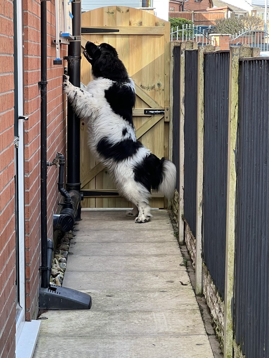 Dad has been working in the entry next to the house. He changed the gate because he was worried I may hurt myself jumping up on the metal one. Luckily he left me the steps so I can escape…now just to work out how I get them down. #DogsofTwittter #Bandito #DogsBehavingVeryBadly