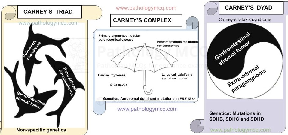 Pathology_mcqs's tweet photo. Differences between carney triad, carney complex and carney stratakis syndrome. #gipath #pathboards #pathtwitter #carneytriad #frcpath #carneycomplex 
https://t.co/iR5bkdxpeD https://t.co/DDVFls9MYA