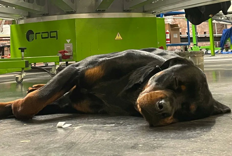 ImagesMagUK's tweet photo. Decorators’ dogs are valued members of staff at #embroidery and #print shops from Barking to Furness! Meet this month's #PrintShopPooches Gustavo from Calder Screen Print in Sowerby Bridge! https://t.co/XLyumWuBtN #PrintShopPooch #garmentdecorators #screenprinting https://t.co/iqqa69X8ke