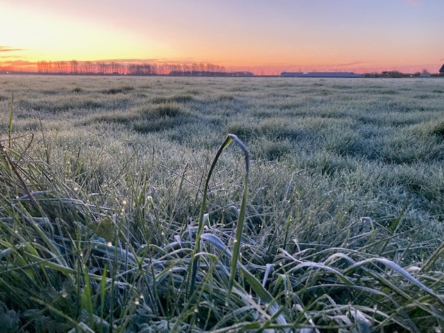 De cijfers uit de eerste #versgrasupdate van 2023 bewijzen het: Het is nog wat fris, maar er wacht fantastisch gras op weidende koeien! bit.ly/3maFIIa