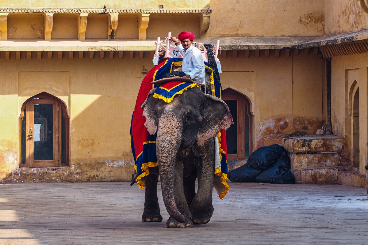 MoveTheWorldIN's tweet photo. This is cruelty! Wildlife Not Entertainers. Elephants are not meant for our rides. Raise your voice & support our movement.
Click here: https://t.co/ZLhDYUkWzc
#FreedomNotCaptivity #TortureInChains #NoPrideInElephantRide #NotEntertainers #WildlifeBelongsToWild #SayNoToRide https://t.co/Wenxyf5Nf6