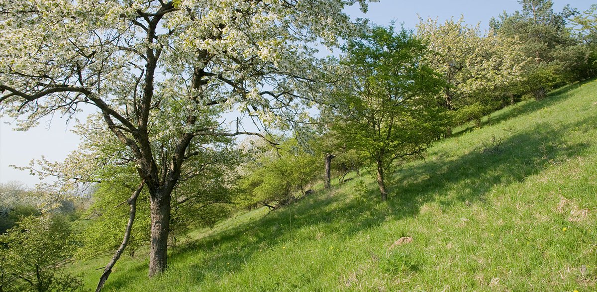 Rund 550 Kirschbäume teils sehr seltener, regionaler Sorten haben wir in den vergangenen Jahren im #HoheSchrecke-Gebiet nachgepflanzt. Ab heute informieren wir auch Wandernde über diese besondere Kirschenvielfalt und unser Tun für ihren Erhalt. Siehe auch: naturstiftung-david.de/spenden-stifte…