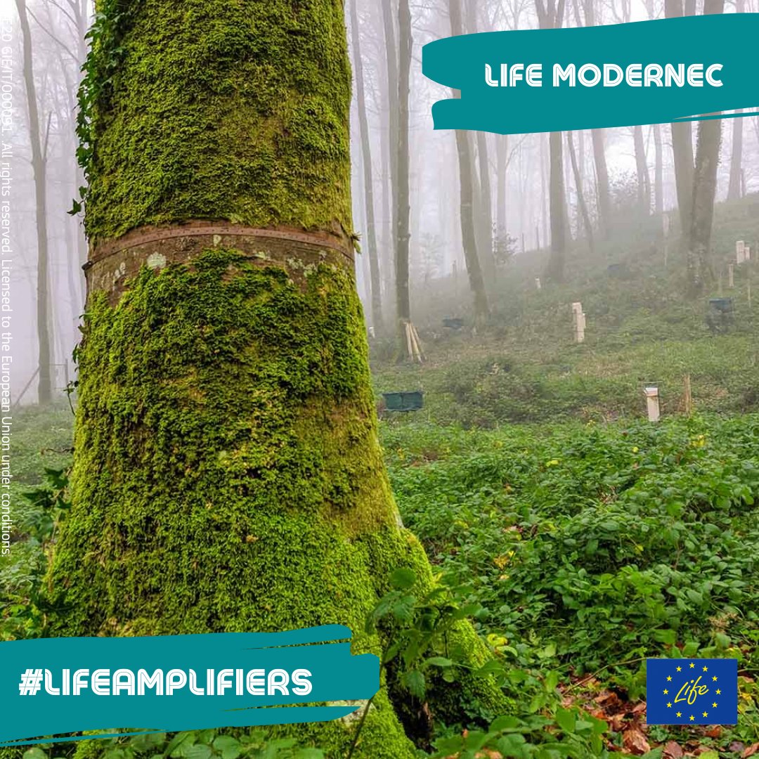 Meet the #LIFEAmplifiers 🔊

#AirPollution is a global issue affecting human health &amp; ecosystems.

The #LIFEproject <a href="/life_modernec/">Life_modernec</a> aims to improve the monitoring &amp; reporting of air pollution impacts in 🇮🇹. But how?

Discover 👉bit.ly/LIFEModernec

#CleanAirEU