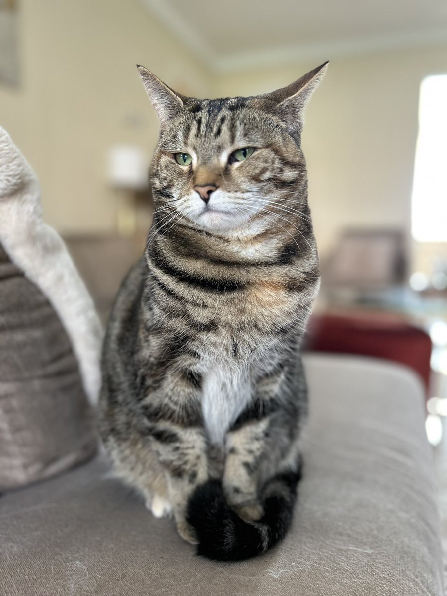 They said I could become anything …. so I became a model. Somebody sign me up! #tabbytroop #catsoftwitter