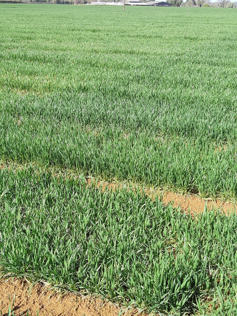 The Wheat Breeder tweet media