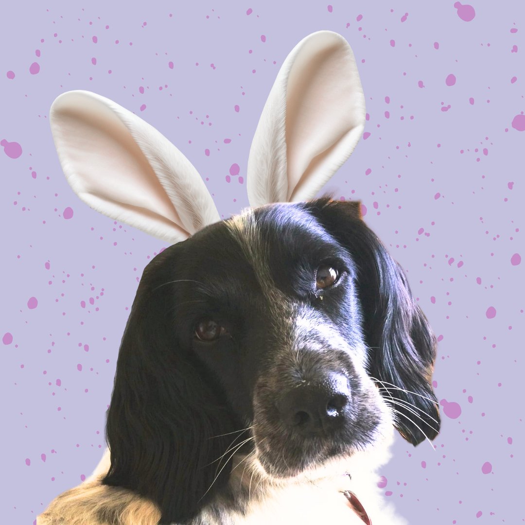 Happy Easter 🐰🐰🐰

Our barketing team are ready and waiting for their Easter eggs.

#happyeaster #officedogs #contentmarketing
