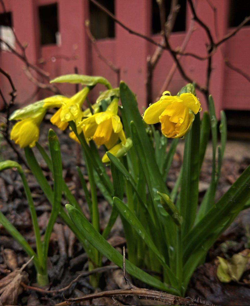 Anthony Hunter (@anthonyhunter69) on Twitter photo #easter #flowers 🙂
@Nokia @NokiaMobile <a href="/hmd_global/">HMD Global</a> @HMDGlobal <a href="/TheLightCo/">Light</a> <a href="/teampureview/">TeamPureView</a> <a href="/NokiamobBlog/">NokiaMob</a> #nokia #nokia9 #photography #phoneography #5lenses #fivelenses #capturedbylight #shotonnokia #nokiamobile #nature #flower #yellow #easter #flowers 🙂
@Nokia @NokiaMobile <a href="/hmd_global/">HMD Global</a> @HMDGlobal <a href="/TheLightCo/">Light</a> <a href="/teampureview/">TeamPureView</a> <a href="/NokiamobBlog/">NokiaMob</a> #nokia #nokia9 #photography #phoneography #5lenses #fivelenses #capturedbylight #shotonnokia #nokiamobile #nature #flower #yellow