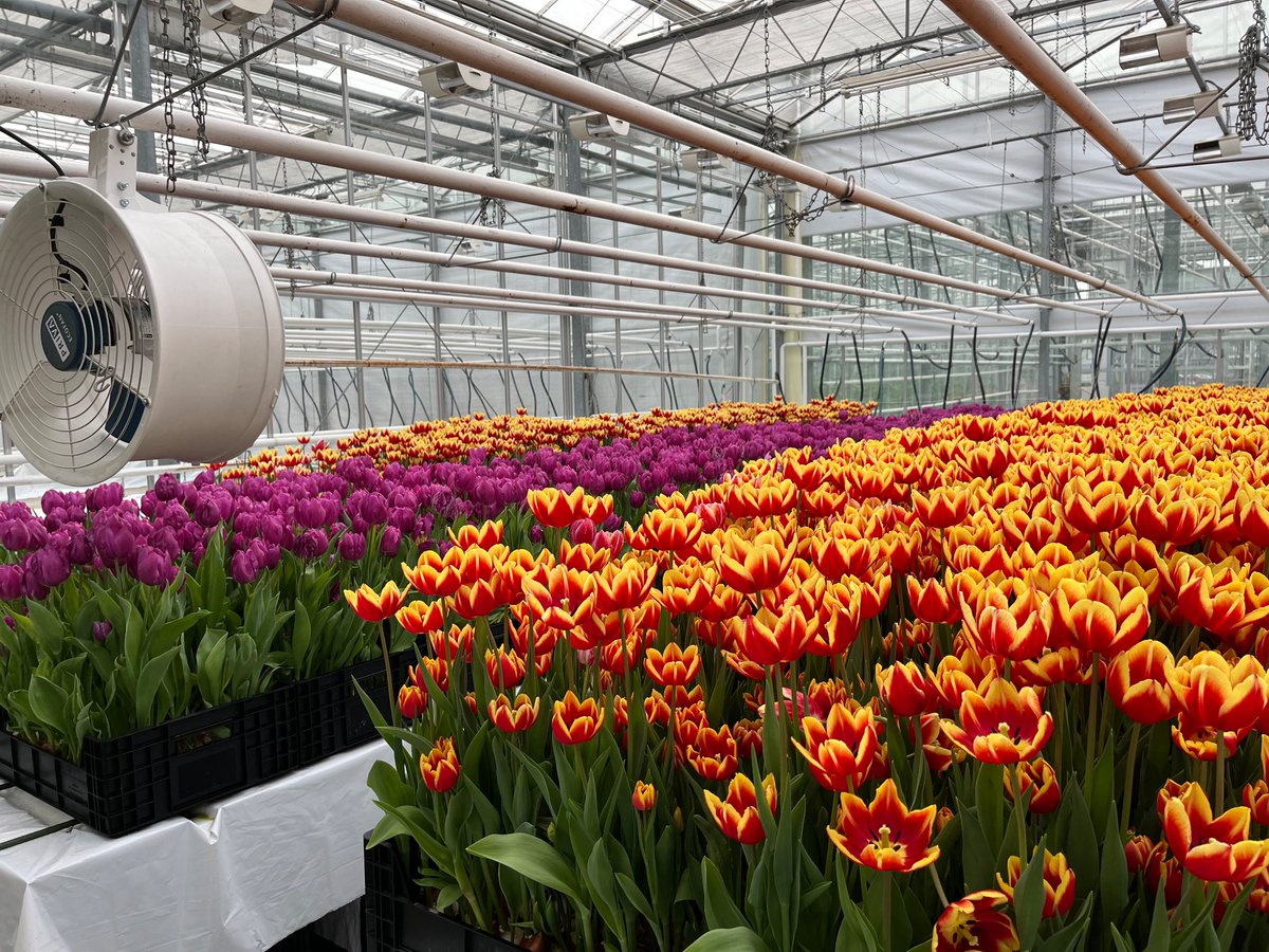 Today is a flowerbulb day, visiting a #FLiPPER trial with at <a href="/Vertify_nl/">Vertify</a>  with <a href="/BayerCropNL/">Bayer Crop Science NL</a> as control of tulip gall mite is being investigated and looking very positive!