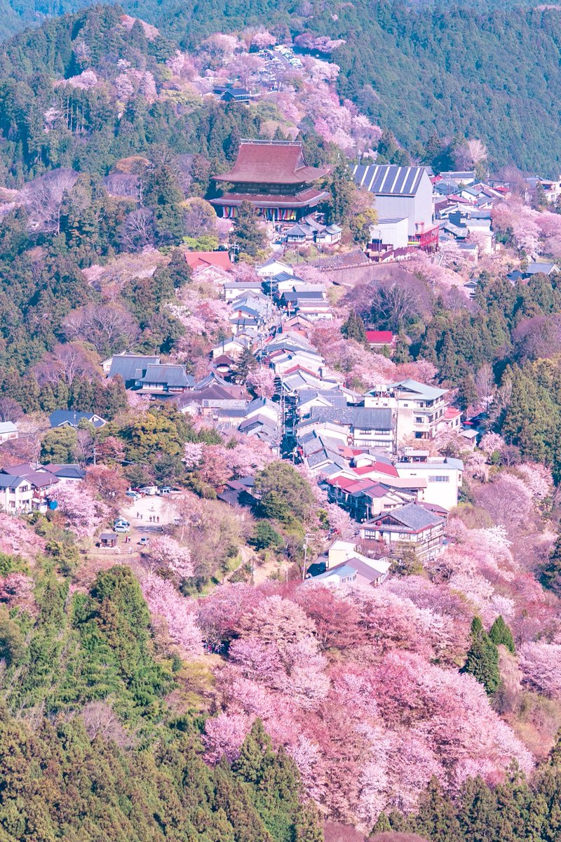 mariii_a7iv's tweet photo. お寺へと続く桜道 https://t.co/hK7vv2aL3a