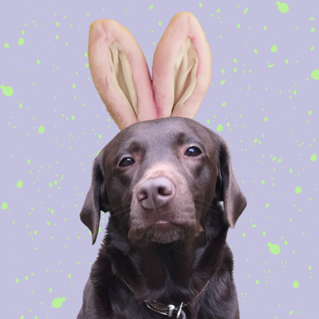 magicwordmedia's tweet photo. Happy Easter 🐰🐰🐰

Our barketing team are ready and waiting for their Easter eggs.

#happyeaster #officedogs #contentmarketing https://t.co/DJtvGNwDXp