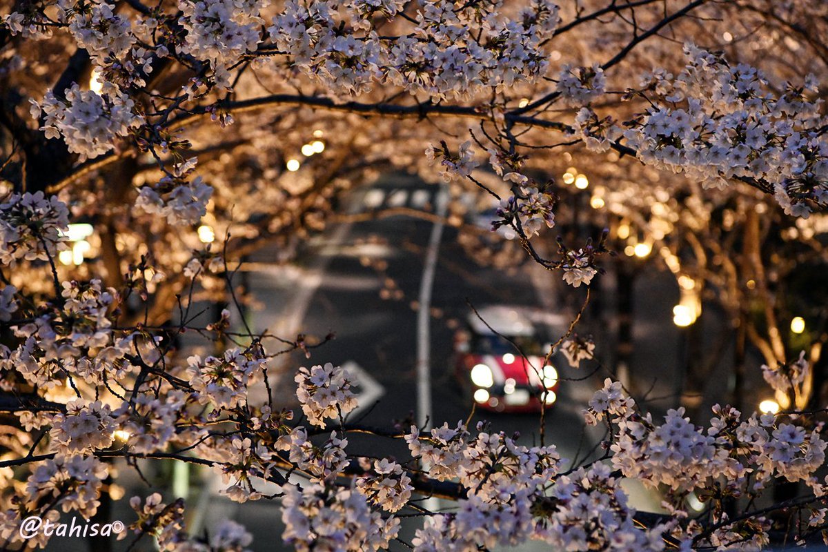 🌸 Cherry Blossom Week! 🌂
I've been waiting for it so long.
at Izumi Garden Tokyo

Nikon Z7+AF-S NIKKOR 24-70mm f/2.8E ED VR
1/200　f4.5  iso5000

#nikoncreators
#streetphotography 
#streetmobs　
#スカロケ #写真好きな人と繋がりたい 
#風景写真   #japantrip #SAKURA 
#explorejpn