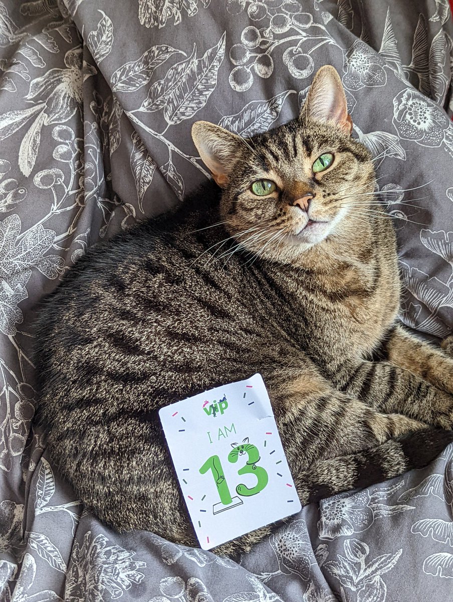 Theatreluvvie12's tweet image. Aurora is 13! @PetsatHome #petsathome