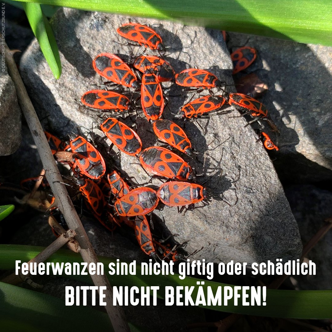 Gerade sieht man wieder oft #Feuerwanzen in Scharen auf Steinen oder an Hauswänden. Die Tiere sind aber weder giftig noch schädlich, sondern helfen beim Aufräumen im #Garten: Sie &amp; ihre Larven ernähren sich von abgefallenen Samen, Blattläusen, toten Insekten &amp; Borkenkäfer-Larven.