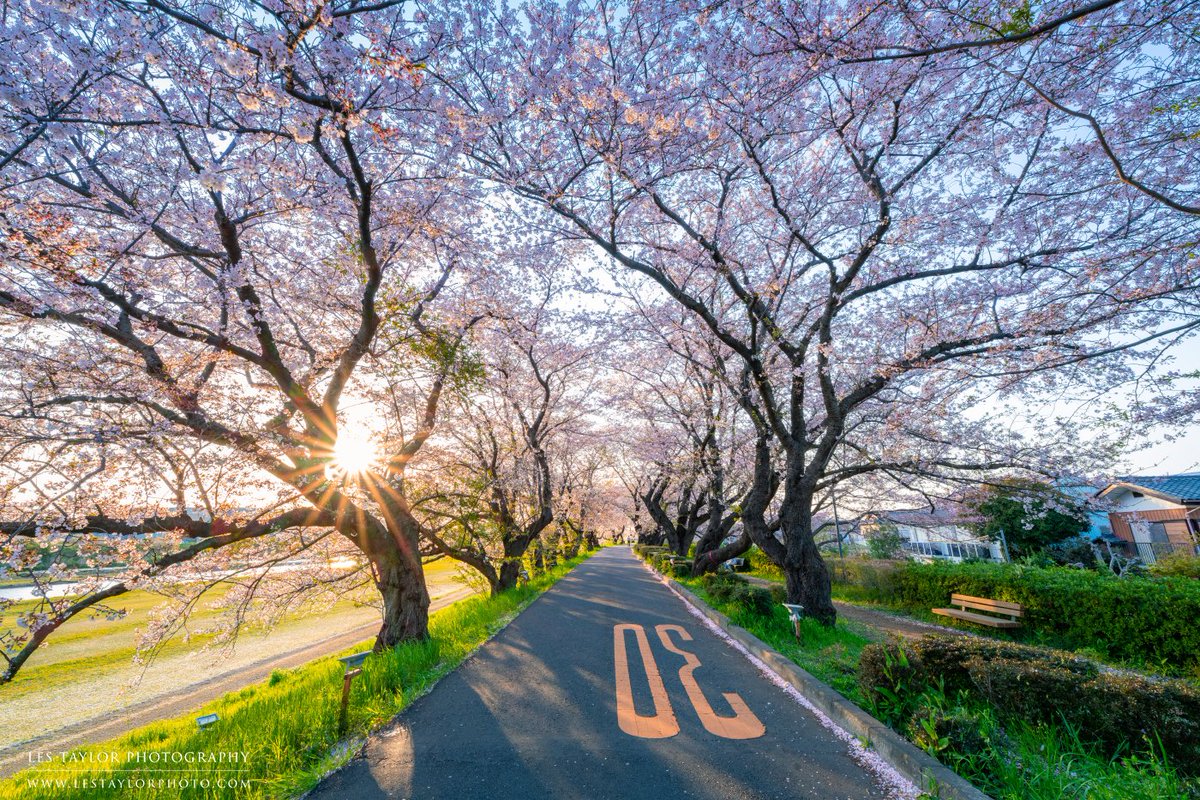 lestaylorphoto's tweet photo. A sakura tunnel I found earlier this week in Ibaraki Prefecture. A bit late in the season but still lovely. Definitely want to explore this area more next year. 
Camera: @NikonUSA Z 7
Lens: Nikon 14-24mm f/2.8 S
Settings: 14mm | f/14 | 1/30sec | ISO 320
#japan #travel #桜 https://t.co/RxAOWMTV6m