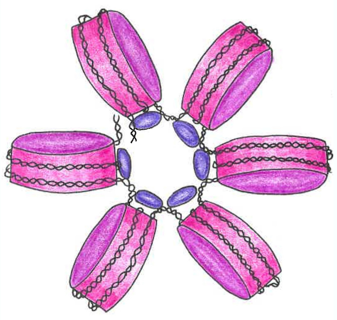 A postdoctoral position is available in Iva Tchasovnikarova’s lab at the Gurdon Institute,
<a href="/Cambridge_Uni/">Cambridge University</a>, to work on the genetic interrogation of epigenetic pathways 👉 jobs.cam.ac.uk/job/40238/ 
#epigenetics #chromatin #postdoc #hiring