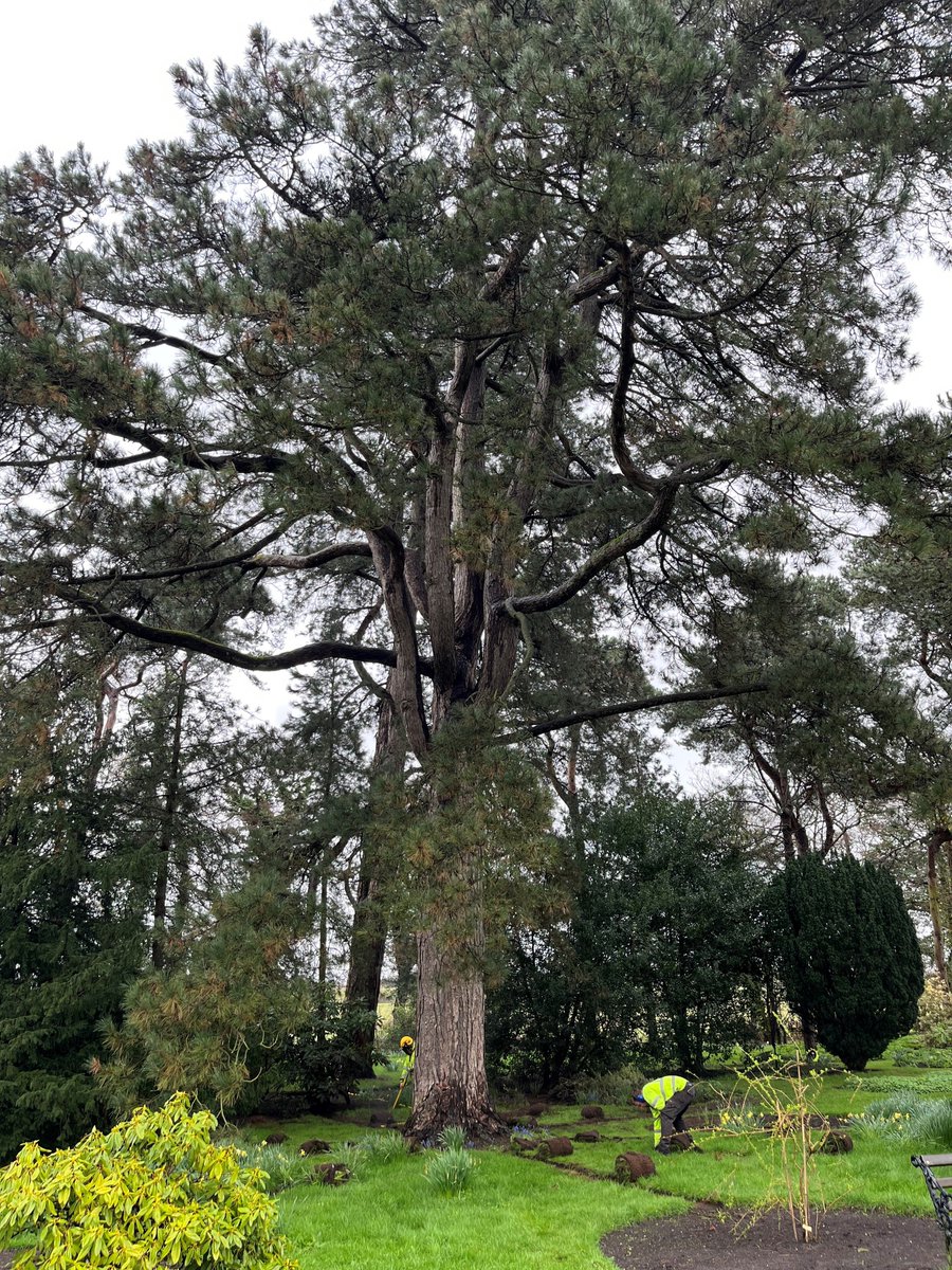 Rufford's magnificent mature black pine tree is over 150 years old, and is the biggest tree to reside in the Pinetum. Recently it received some special treatment to keep it staying nice and healthy. 

If you see it smiling away on your next visit, now you know why.