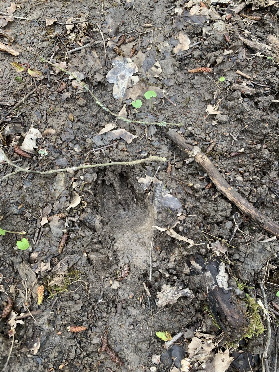 #Quotitweet ⁦<a href="/CM2Aragon/">Classe de Mme HUGONNET</a>⁩ ⁦<a href="/Copaincami/">Studio Copaincami</a>⁩ #Bonjour voilà quelques photos de notre matinée !