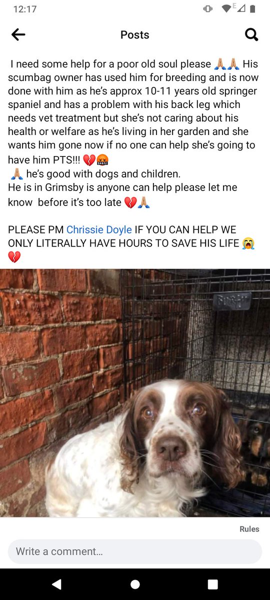 🆘 WILL BE PTS TODAY IF URGENT FOSTER NOT FOUND 🆘 Can you imagine what a shit life he's had, treated as nothing more than a money making machine and now they're about to end his little life with a needle. Please comment/message me if you could give him the chance of a life 🙏