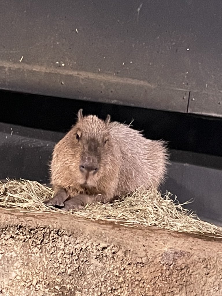 本日もまた水族館に.......。
年パスって最高ですね