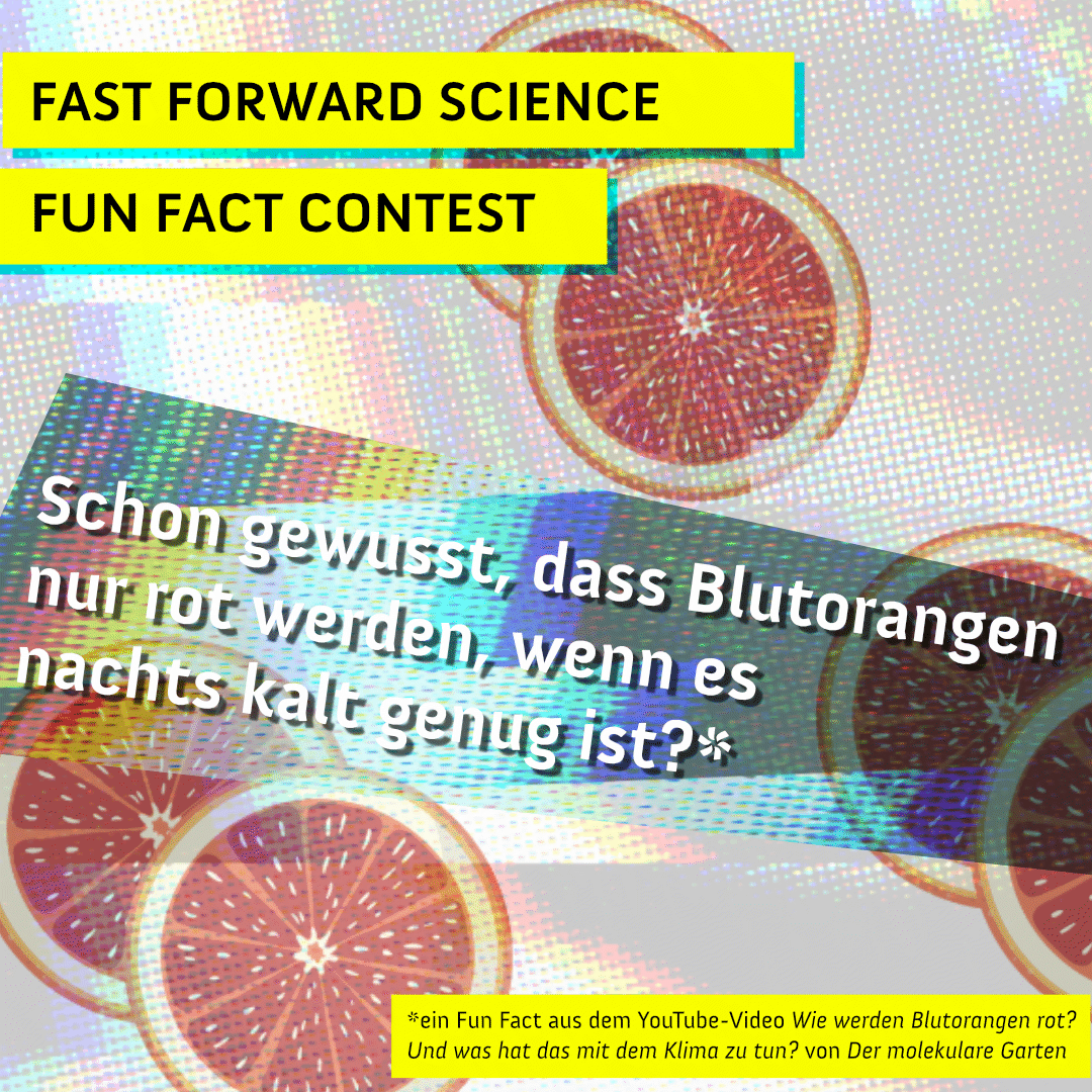 fforwardscience's tweet photo. Was verleiht Blutorangen die tiefrote Farbe? 🍊Und was hat das mit dem Klima zu tun? Das erklärt @EvaKnoch in ihrem Video. Zeig uns deinen besten Science Fun Fact! #FFSciFunFact https://t.co/5FMh5AztA8