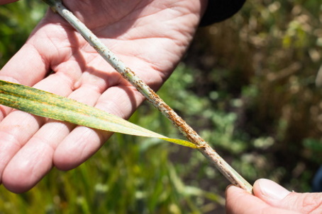 Project 9: Investigating the future threat of wheat stem rust in the UK in a changing climate, led by Professor Diane Saunders at the @JohnInnesCentre in Norwich