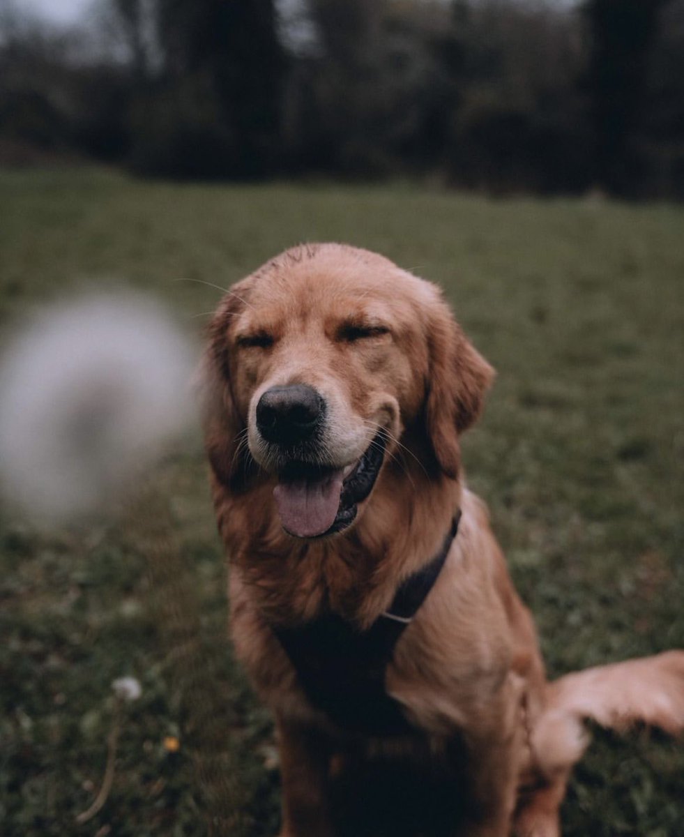 When the realisation hits that you have a long weekend full of adventure and hiking ahead of you 🥾😁🐾

#hiking #hikingwithdogs #longweekend #dog