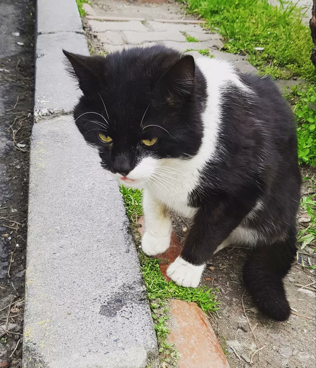 bicaninhikayesi's tweet photo. Pamuk kız sağ kolu yok dişi kısır.
Bal sol kolu yok kısır.
Beşiktaş sol bacağı yok erkek.
İstanbul'da sokaklarda kolu ya da bacağı olmadan yaşamaya gayret eden üç patili (3) sevgi dolu,mırmır,gırgır kedi var.Onları sokaklardan kurtaracak meleklerini arıyorum.iletişim dm #kedi https://t.co/uurS3LPwTP