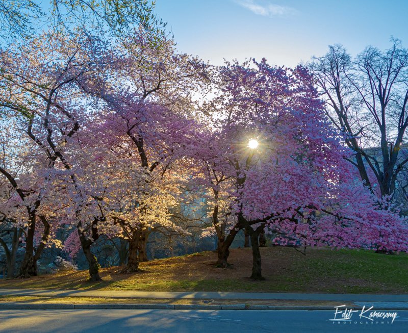 editkephoto's tweet photo. Morning light. 

Central Park #NewYorkCity https://t.co/ycStsePUI7