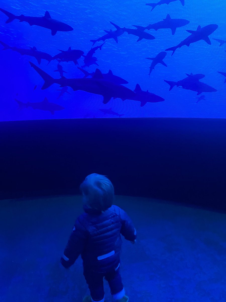 Baby shark. #davidattenboroughexperience