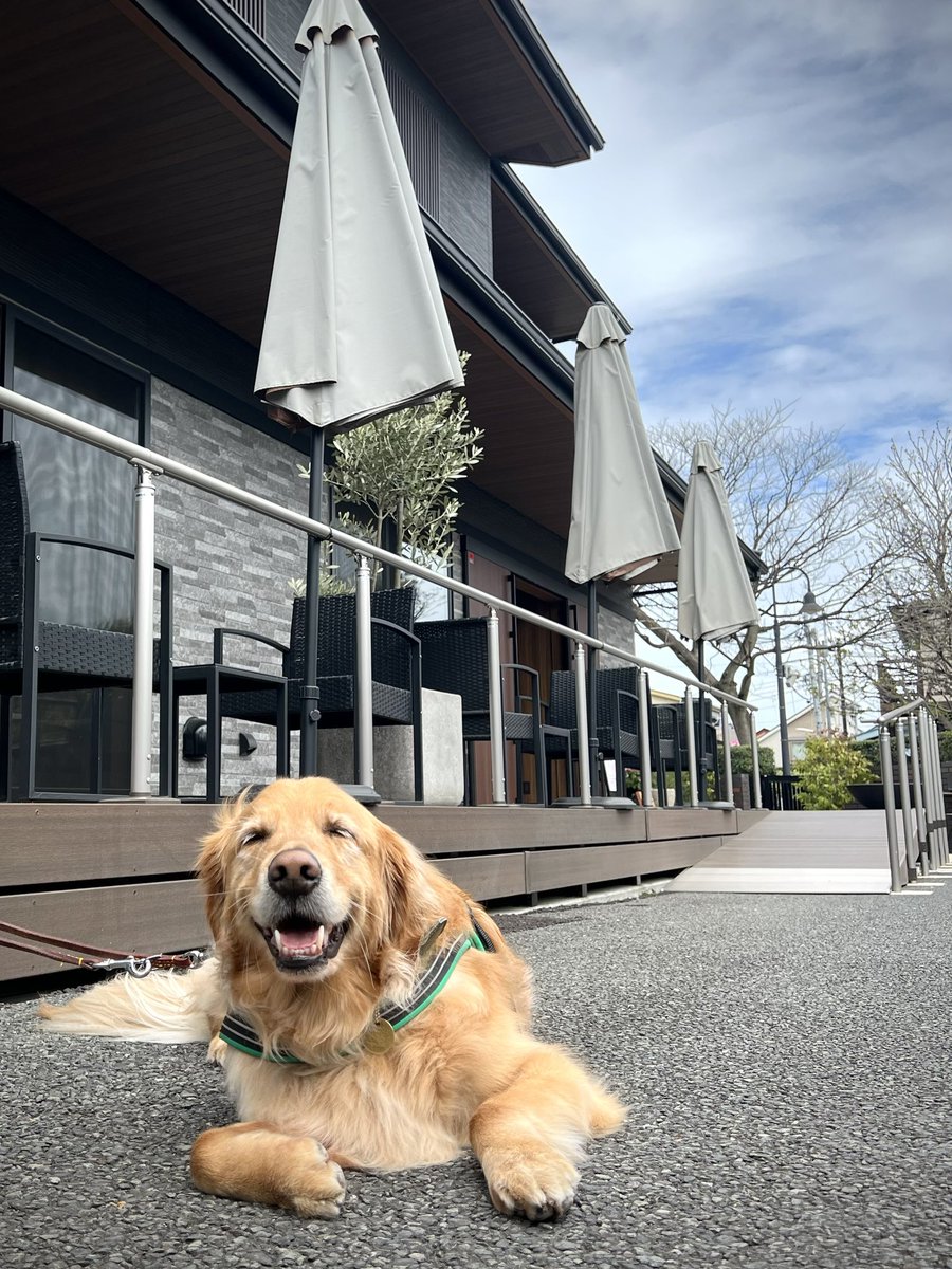 Verothegolden's tweet photo. I helped my dad with his job as the "smile manager".

#犬のいる暮��し #丁寧な暮らし
#犬 #フラワー #ゴールデンレトリーバー
#大型犬  #フルールアンクレール #doglife
#golden #イヌスタグラム #いぬったー https://t.co/GUHkSfOcEt