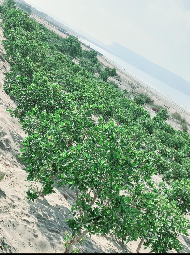 Plantation of various species of plants have been  carried out  by GDA at padizer beach of Gwadar to stabilize the sand and to maintain the beauty of beach in respect of greenery.