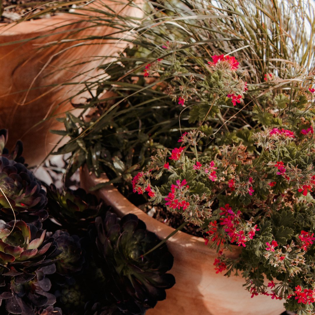 Our natural gardens are full of all sorts of interesting plants and creepy crawlies...

What will you find with us this spring?

#familyholidays #familyholidaycornwall  #timetogether #natureinbloom #gardensbythebay #feedingcuriosity
