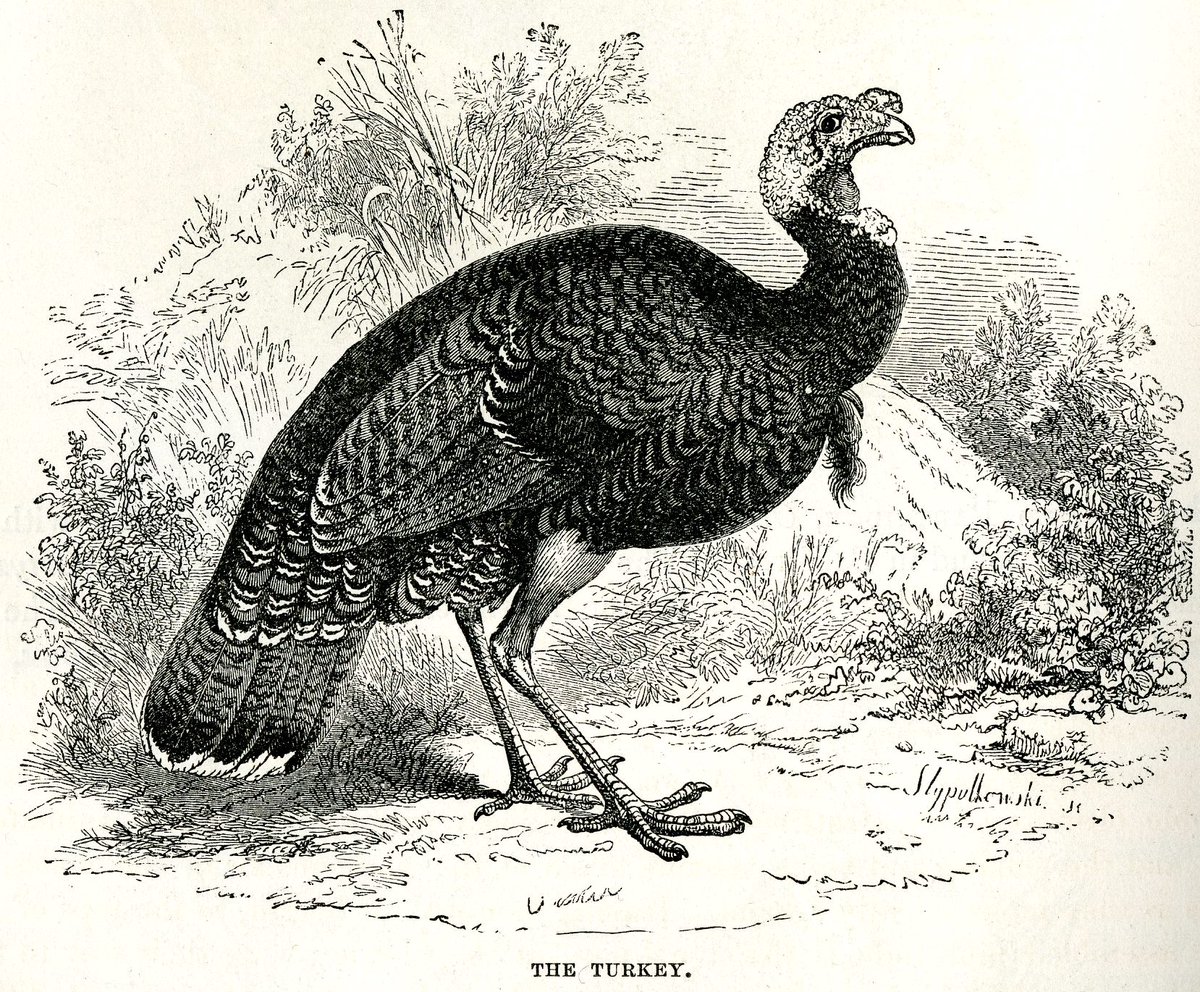 oldsturbridge's tweet photo. Which turkey illustration shown here from the #OSVResearchLibrary is your favorite? #ArchivesForTheBirds https://t.co/H6kffADHiJ