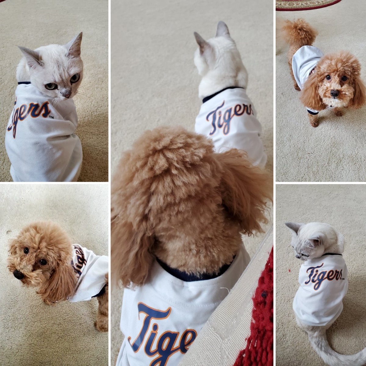 Lori Pinson Fox 2 (@loripinsonfox2) on Twitter photo Ready for the game! #GoTigers #Tigers #furbabies #dogsoftwitter #puppylove #ToyPoodle #CatsOfTwitter #catlover #burmilla <a href="/FOX2News/">FOX 2 Detroit</a> Ready for the game! #GoTigers #Tigers #furbabies #dogsoftwitter #puppylove #ToyPoodle #CatsOfTwitter #catlover #burmilla <a href="/FOX2News/">FOX 2 Detroit</a>