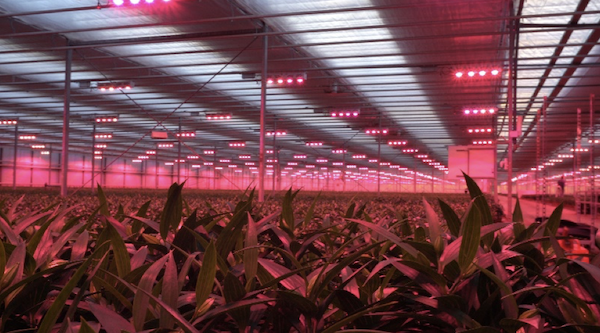 "Amazing to see what we can learn from plants if we can read them in real-time" <a href="/PhytlSigns/">Vivent</a>
hortidaily.com/article/951811…