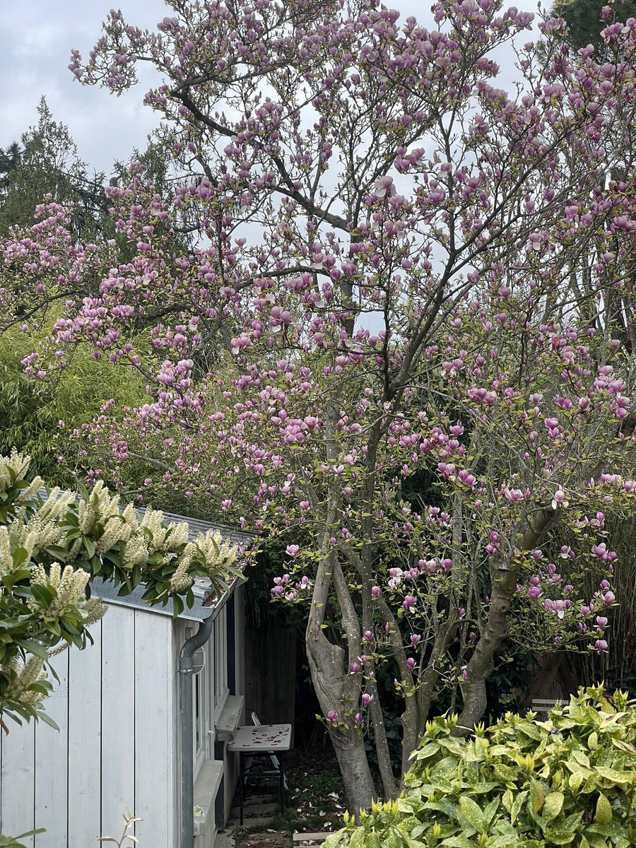IsabelleRandaz8's tweet photo. #printemps #sevres #nature https://t.co/syjm6YHeRP
