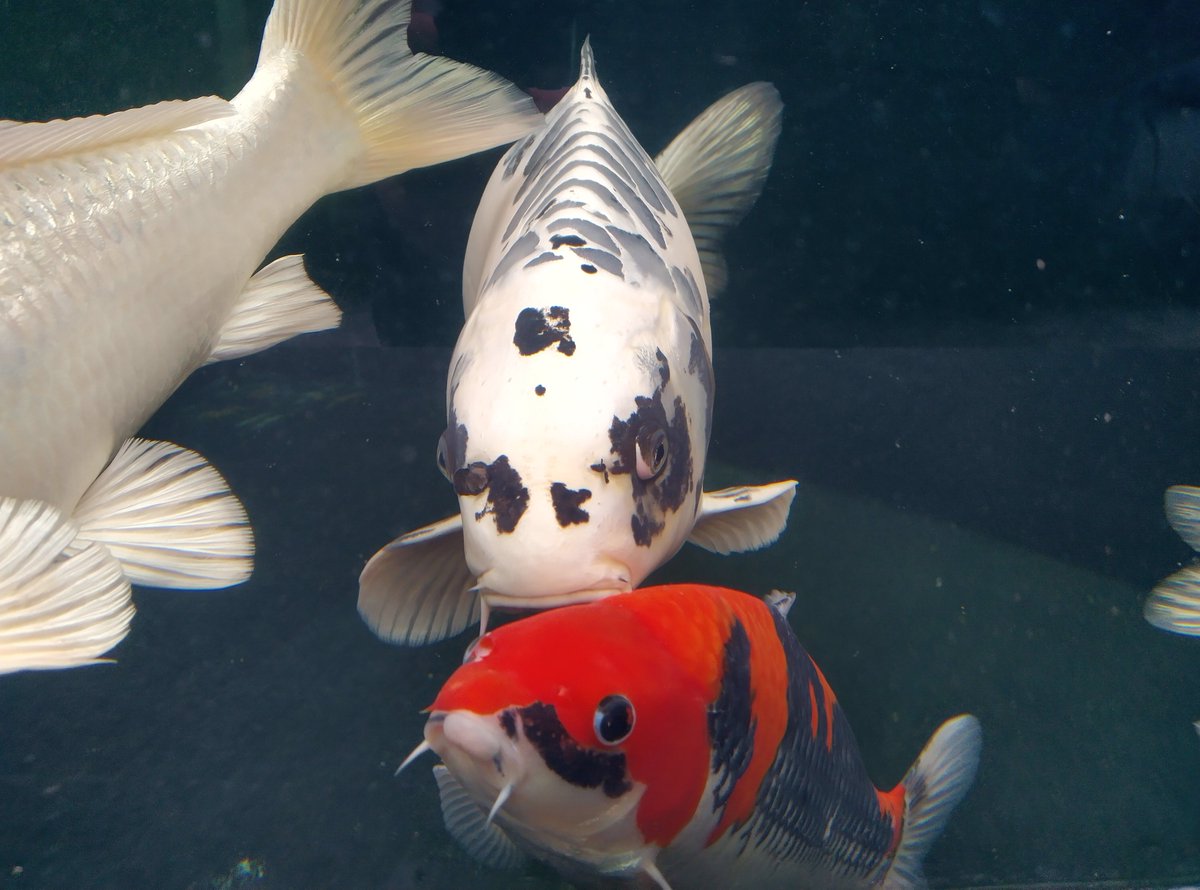 Isn't nature an amazing thing. A top artist couldn't paint these Japanese Koi better #landscaping #Nottinghamshire #gardendesign