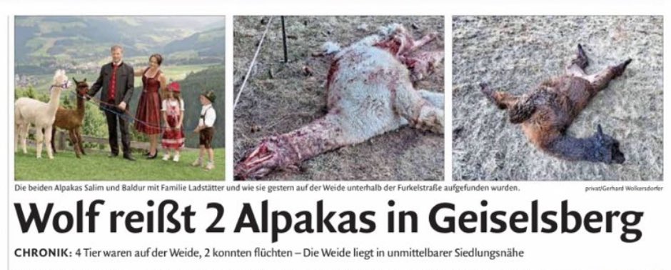 Il giornale locale riporta “il lupo sbrana due alpaca” con un certo allarmismo.

Solo una domanda: tra lupo e alpaca, quale dei due è una specie autoctona?