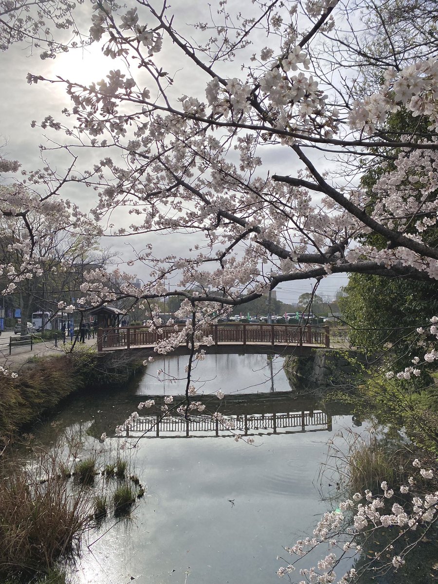 Corban2011_'s tweet photo. Hooray! The Sakura finally bloomed!  (❁>▽<❁) Aren’t they incredibly pretty? Once the Sakura fully bloomed I went and did Ohanami!(  ᐢ ᵕ ᐢ )I’m really happy that I was able to get to see the Sakura bloom~(*^▽^*)
#お花見 #福岡 #福岡城 #桜 #日本 #レゴ #japan #LEGO #minifigure https://t.co/9KsLmeaVIr