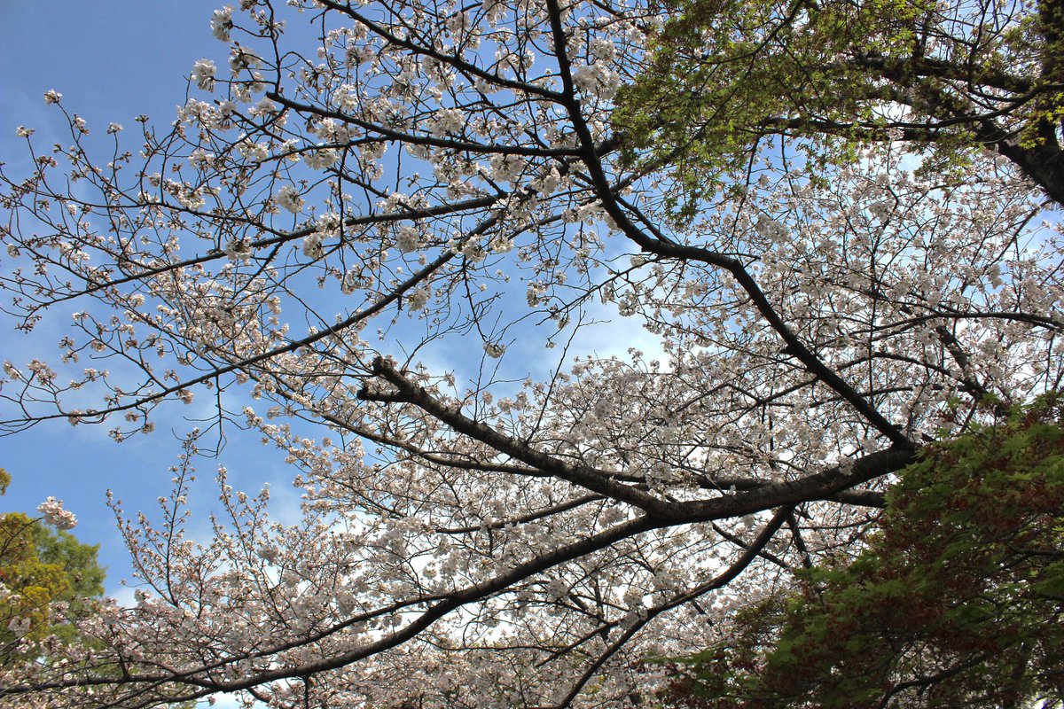 Corban2011_'s tweet photo. Hooray! The Sakura finally bloomed!  (❁>▽<❁) Aren’t they incredibly pretty? Once the Sakura fully bloomed I went and did Ohanami!(  ᐢ ᵕ ᐢ )I’m really happy that I was able to get to see the Sakura bloom~(*^▽^*)
#お花見 #福岡 #福岡城 #桜 #日本 #レゴ #japan #LEGO #minifigure https://t.co/9KsLmeaVIr