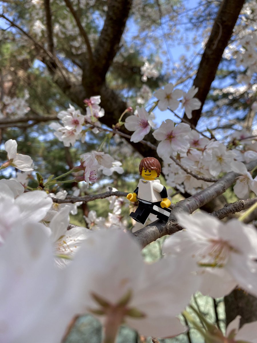 Corban2011_'s tweet photo. Hooray! The Sakura finally bloomed!  (❁>▽<❁) Aren’t they incredibly pretty? Once the Sakura fully bloomed I went and did Ohanami!(  ᐢ ᵕ ᐢ )I’m really happy that I was able to get to see the Sakura bloom~(*^▽^*)
#お花見 #福岡 #福岡城 #桜 #日本 #レゴ #japan #LEGO #minifigure https://t.co/9KsLmeaVIr