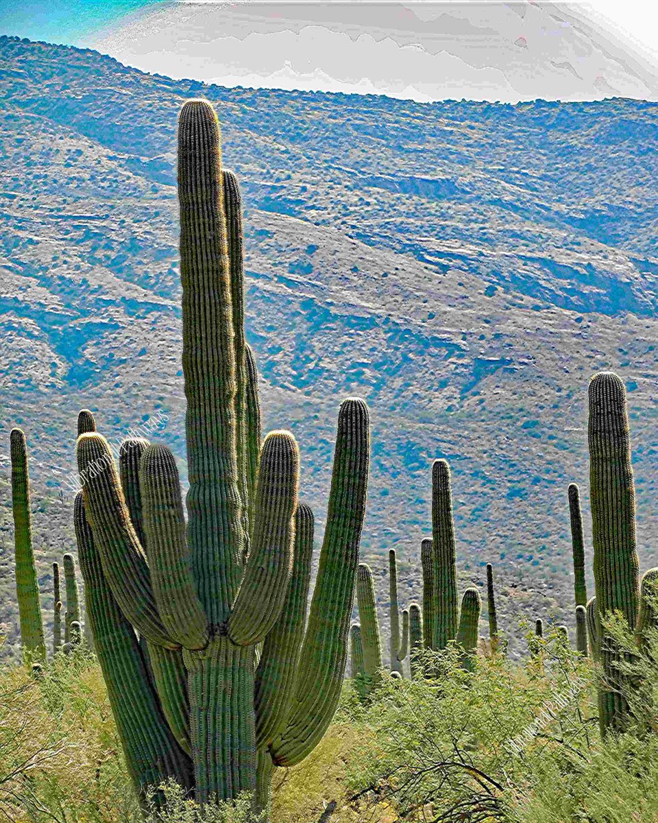 RobieJean1's tweet photo. Granddaddy Saguaro - Tanque Verde Guest Ranch Tucson AZ https://t.co/UrzxncEzho #sonoraDesert #landscapeScenery #cactus #saguaro #mountains #desert #dudeRanch #western #lifestyle #mysticVenturesPhotos #photography https://t.co/VcY0SWQsqE